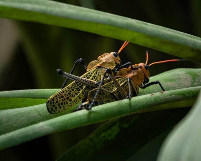 edible bugs in Mexico